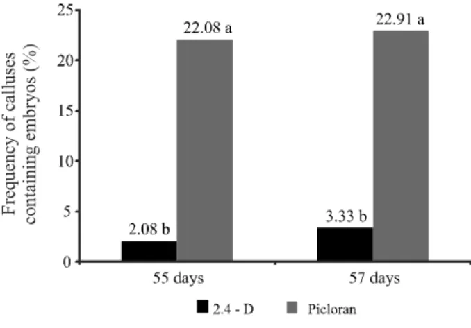 Figure  1  - Frequency (%) of calluses that exhibited the development of cassava somatic embryos after 55 and 75 days of culture in induction media