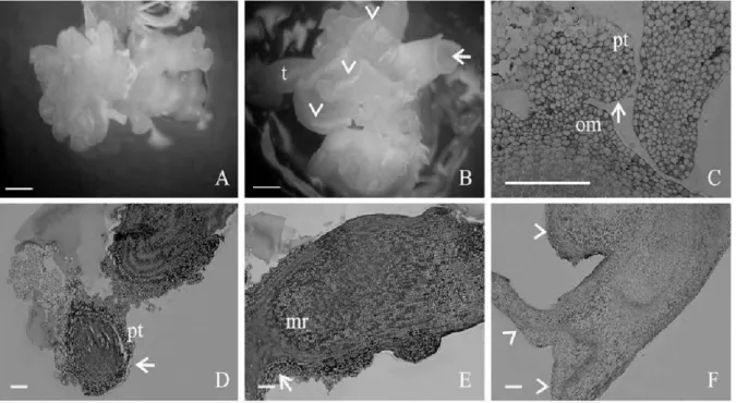 Figure 4 - Somatic embryos of cassava originating from immature leaves in induction medium containing 12 mg L -1 of 2,4-D and later cultured in D1 medium