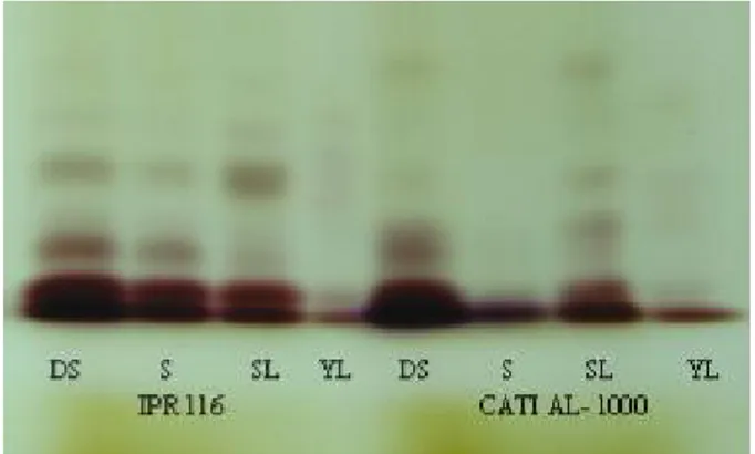 Figure 2 - Electrophoretic profile of the malate dehydrogenase isoenzyme system in cultivars IPR 116 and CATI AL-1000 of the radish (Raphanus sativus L
