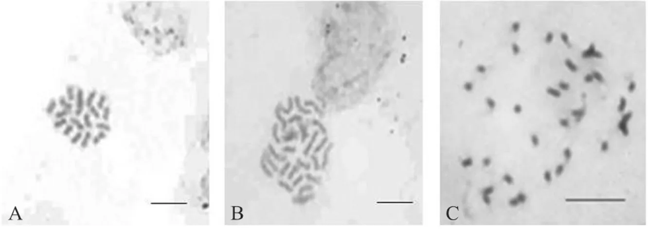 Figure 2 - Chromosome number of different genotypes of Brachiaria spp: A) B. ruziziensis (84) with 2n = 2x = 18; B ) natural hybrid (86) with 2n = 3x = 27; C ) B