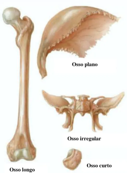 Figura 1.1- Esquema representativo da classificação  morfológica dos ossos (Adaptado de  Seeley et al.,  2004)