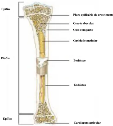 Figura  1.2-  Estrutura  característica  do  osso  longo  demonstrando  as  epífises  e  a  diáfise