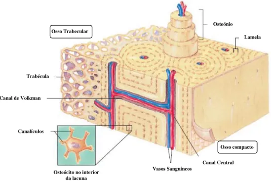 Figura 1.3- Anatomia detalhada do osso compacto e trabecular. No osso compacto é possível visualizar o  osteónio, formado por lamelas, lacunas contendo osteócitos, e um canal central com vasos sanguíneos, e o  canal de Volkman, orientado perpendicularmente