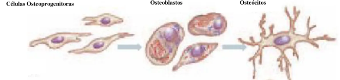 Figura 1.4- Esquema ilustrativo da linhagem osteoblástica. As células osteoprogenitoras dão origem aos  osteoblastos  que  depositam  em  torno  de  si  a  matriz  óssea  convertendo-se  em  osteócitos  (Adaptado  de  Saladin, 2003)