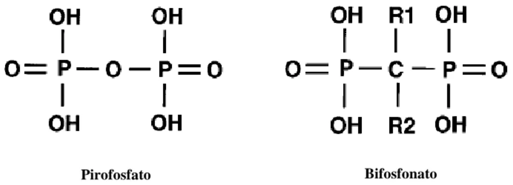 Figura  1.6-  Estrutura  bioquímica  representativa  das  moléculas  pirofosfato  e  bifosfonato  (adaptado  de  Russell et al., 1999)