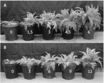 Figure 1 - Plants of Achillea millefolium L. grown in pots under different dosages of organic fertilization
