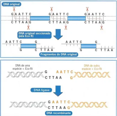 Figura 2.3 – Ferramentas chave da engenharia genética: enzimas de restrição (EcoRI) e DNA ligase (Retirada  de Silva et al., 2005, p.134)