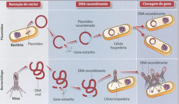 Figura  2.5  –  Vectores  de  clonagem  utilizados  na  tecnologia  do  DNA  recombinante (Retirada  de  Matias  &amp; 