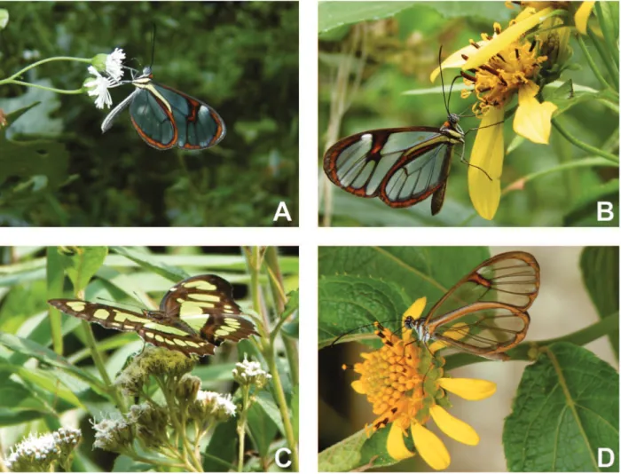 Figure 1. Psychophilous flowers of four Asteraceae species: A – Adenostemma brasilianum; B – Bidens segetum; C – Eupatorium intermedium; D – Tilesia baccata