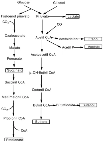 Figura 2-5: Esquema generalizado da produção de alguns ácidos e álcoois comuns na acidogénese [adaptado de Jain  e Zeikus (2002)] 