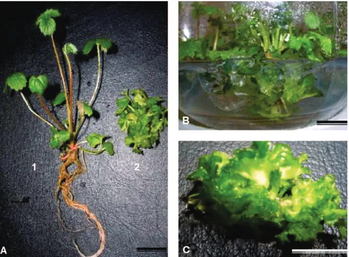 Figure 1. Strawberry shoots (Fragaria x ananassa). (A) Comparison of a normal plant (1) and hyperhydric plant (2) after 35 days of cultivation