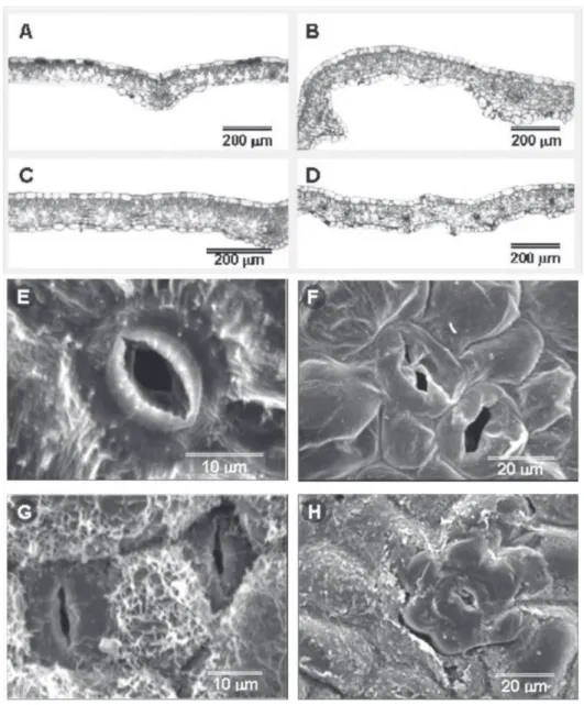 Figure 3.  Toluidine Blue-stained transversal sections of strawberry (Fragaria x ananassa Duch.) leaves: normal (A and C, in vitro plants propagated in medium without growth regulators, and hyperhydric (B and  D) propagated in vitro plants in culture mediu