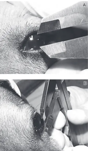 Figure 1. Measuring the pupil diameter in a dog at one of the experimental times. (A) Note the manual adjustment of the caliper to the pupil diameter; (B) Position of the caliper before the cornea without touching it.