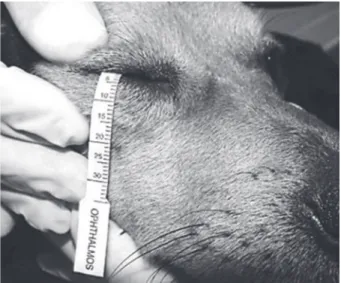 Figure 2. STT1 test in a dog at one of the experimental times.