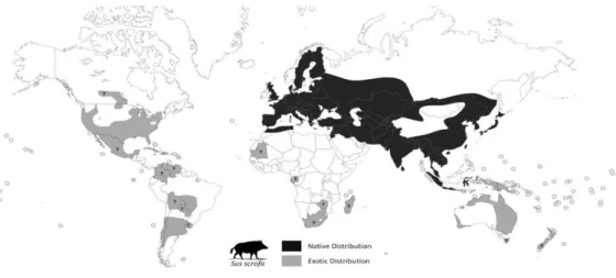 Figura 1 - Distribuição Mundial da Espécie Sus Scrofa – A faixa preta representa a distribuição nativa da espécie  e  a  cinza  a  área  onde  foi  introduzida
