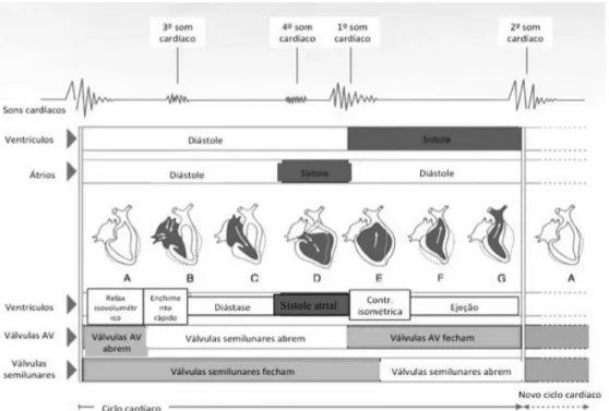 Figura 1- Esquema representativo do ciclo cardíaco. Adaptado de Cochran,  2011.  