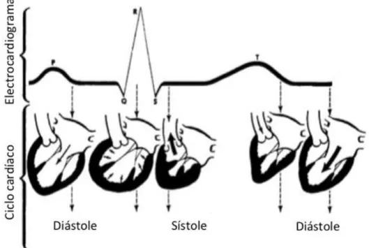 Figura 4 – Esquema representativo da diástole e sístole associadas com o ECG. Adaptado  de Fox et al., 1999