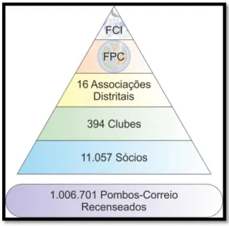 Figura 7 - Hierarquia desportiva na columbofilia. Fonte: www.fpcolumbofilia.pt.