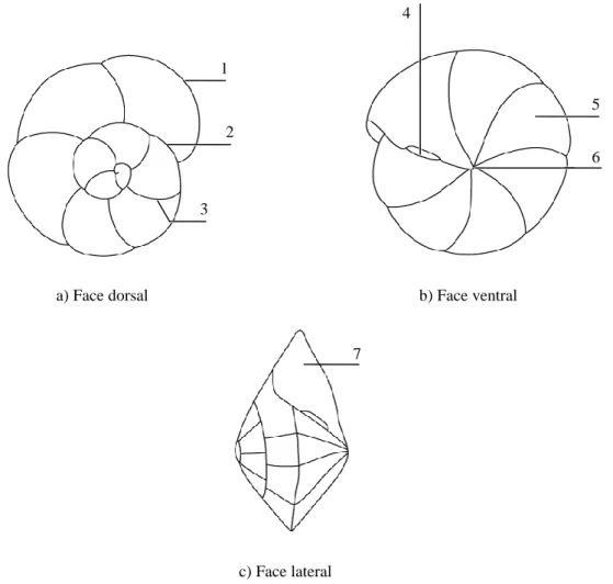 Figura 2.2 – Principais elementos estruturais de um foraminífero. 1. Parede; 2. Sutura espiral; 3