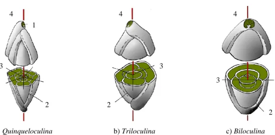 Figura 2.6 – Esquema do enrolamento em carapaças milioliformes. 1. Abertura; 2. Suturas; 3