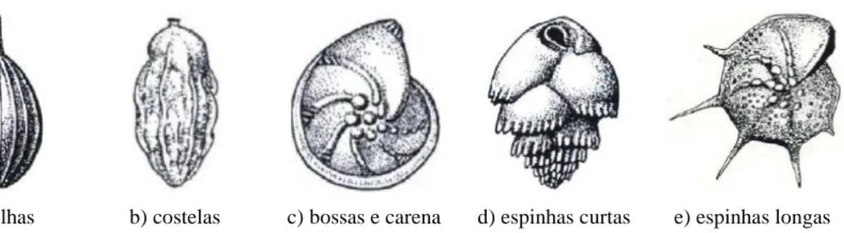 Figura 2.7 – Tipos de ornamentação de carapaças de foraminíferos. 
