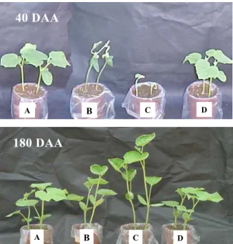 Figura 5  - Sintomas de intoxicação em plantas de pepino (Cucumis sativus) aos 40 e 180 DAA (dias após a aplicação), na profundidade de 0 a 10 cm, para os tratamentos: (A) 480 g ha -1  de triclopyr; (B) [720 + 192 g ha -1 ] de 2,4-D + picloram; (C) [240 + 