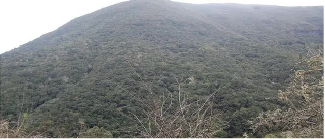 Figura 10  ─  Laurissilva, a floresta indígena da Madeira, classificada pela Unesco como  património Natural da Humanidade