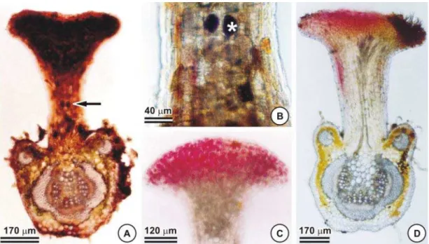 Tabela 2 - Histoquímica do nectário extrafloral peciolar de  Chamaecrista trichopoda