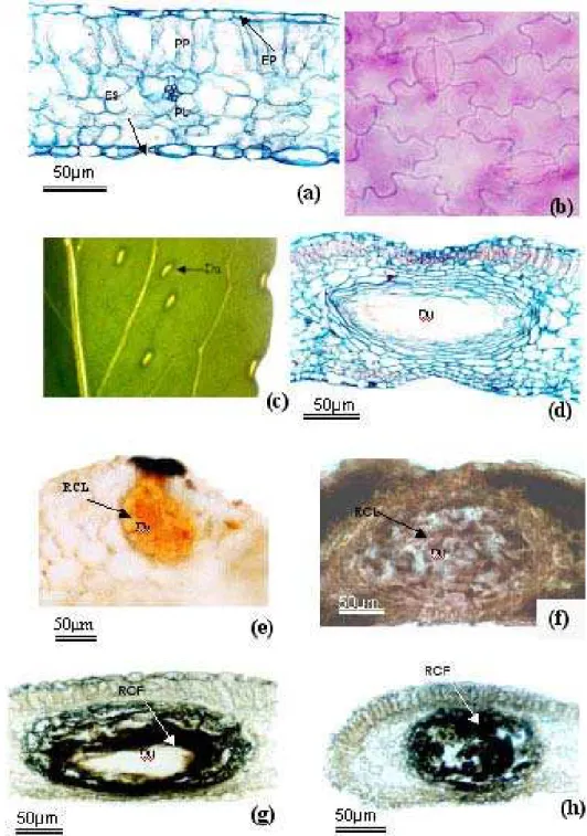 Figura 3 – Folhas de Porophyllum ruderale, em que: (a) corte transversal, corado com azul-de-toluidina; (b) face adaxial do limbo foliar; (c) vista superficial da folha; (d) corte longitudinal da folha, destacando o ducto foliar; (e) corte transversal do l