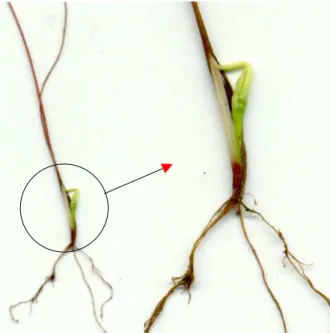 Figura 3 - Detalhe de uma planta de azevém resistente, tratada com 2.880 g e.a. ha -1  de glyphosate, rebrotando aos 60 dias após o tratamento com o herbicida