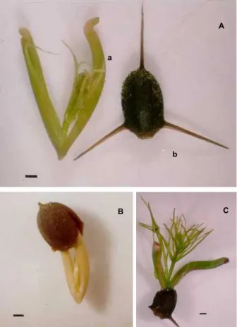 Tabela 1 -  Resultados da análise do teste de germinação e o Índice de Velocidade de Germinação (IVG) em sementes de  Ceratophyllum demersum após 650 dias de armazenamento em câmara fria