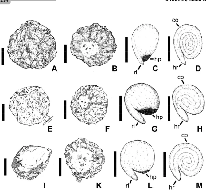 Figure 1 – Pyrenes and seeds of Byrsonima coccolobifolia, Byrsonima crassifolia and Byrsonima verbascifolia from savanna areas in Boa Vista, Roraima