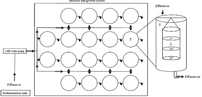 Figure 1 - Schematic representation of the experimental system and details of the structure of the cultivation of oyster