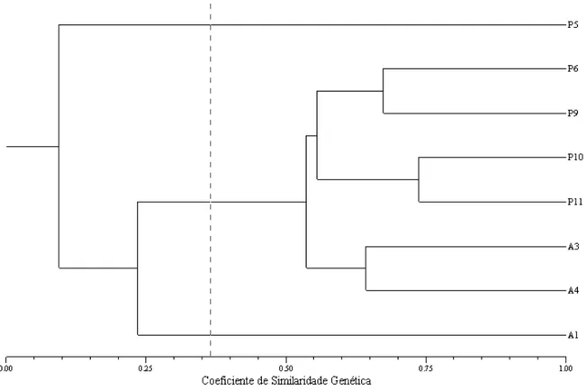 Figura 1 - Dendograma de acessos de picão-preto (A e P) resistentes aos herbicidas inibidores da ALS, coletados a distâncias geográficas conhecidas
