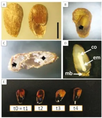Figure 1 - A) Noni (Morinda citrifolia L.) seed dried; B) Seed cut longitudinally, emphasizing inside of the air chamber and the space occupied by the endosperm and embryo (arrow); C) Cross section of the seed, emphasis the position of the endosperm and th