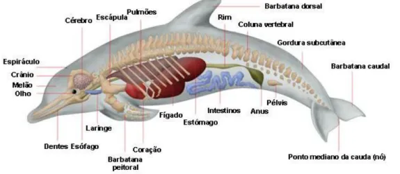 Figura 3- Principais características anatómicas do Golfinho-roaz. 