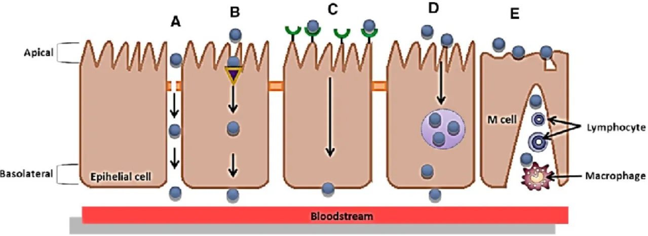 Fig. 2 Schematic representation of the different pathways for intestinal epithelium transport: a  Paracellular Transport (restricted/ limited   to   small   hydrophilic   molecules   with   molecular    mass &lt; 100–200 Daltons that can cross tight juncti