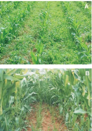 Figura 3 - Área onde foi cultivado milho em monocultivo com capina (A) e duas linhas de braquiária na entrelinha do milho com aplicação de atrazine + nicosulfuron (B), aos 45 dias após a colheita.