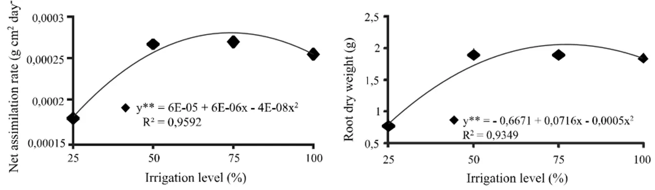 Figure 4 - Net assimilation rate (g cm 2  day -1 ) and root dry weight (g) in the Acaiá Cerrado MG-1474 cultivar of arabica coffee, for irrigation level