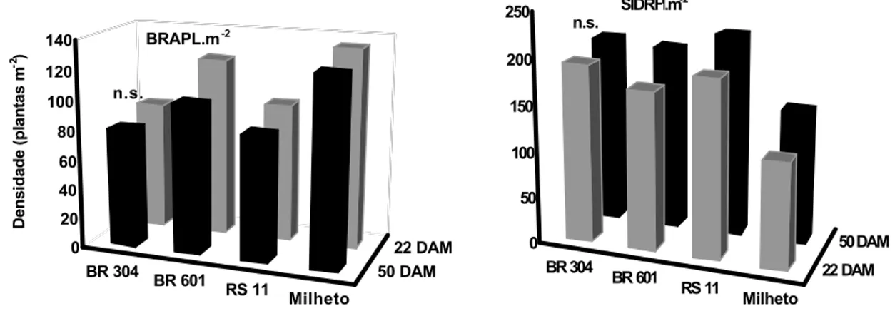 Figura 1 - Infestações de Brachiaria plantaginea (BRAPL) e Sida rhombifolia (SIDRH) emergidas em três genótipos de sorgo e um de milheto, na ausência de palha das culturas sobre a superfície do solo