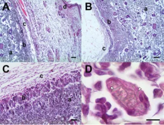 Figure 4. Photomicrographs of tissue reaction after 49 days of subcutaneous implantation of hydroxyapatite in rabbits