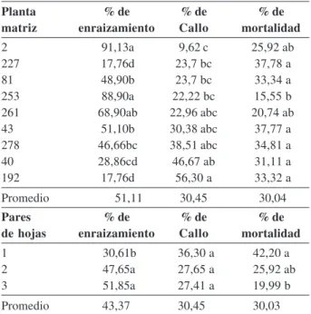 Tabla 3. Prueba de Tukey para el porcentaje de callo y mortalidad por el efecto de la planta matriz y pares de hojas