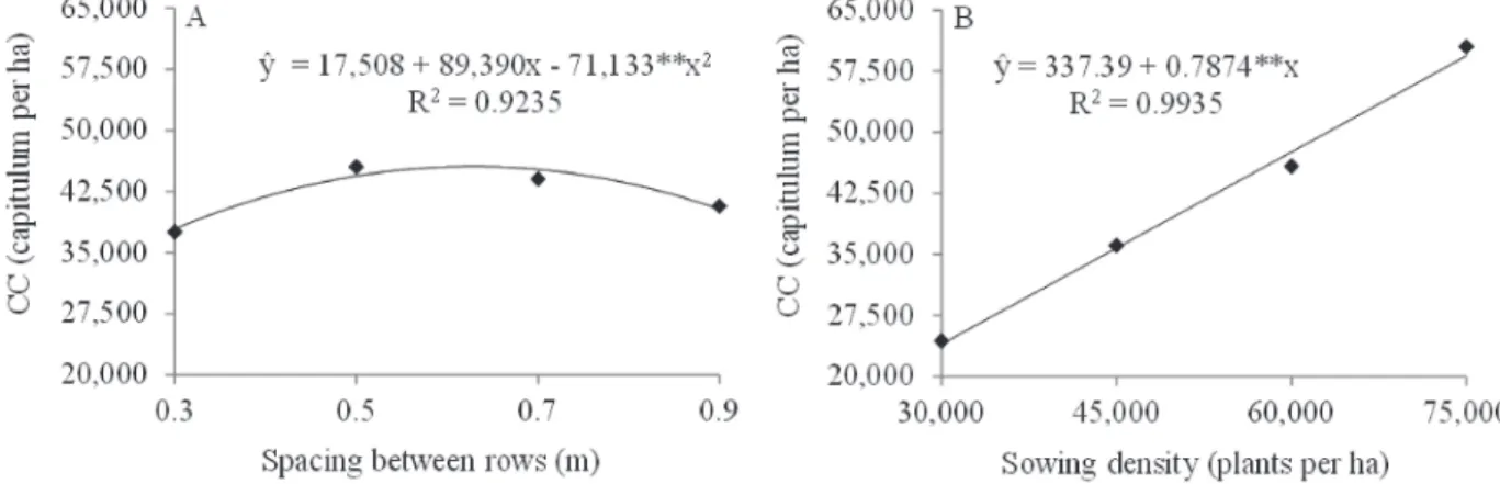Figure 2: Heads harvested from sunflower variety Embrapa 122 in function of spacing between rows (A) and in function of sowing density (B), in the Experimental Area of the Plant Science Department in Fortaleza, state of Ceará, and in function of the intera