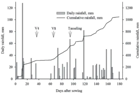 Figure 1: Daily and cumulative rainfall during the corn cycle in the 2010/2011 harvest