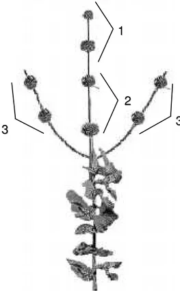 Figura 1 - Posições apical (1), mediana (2) e lateral (3), onde foram coletados os glomérulos.