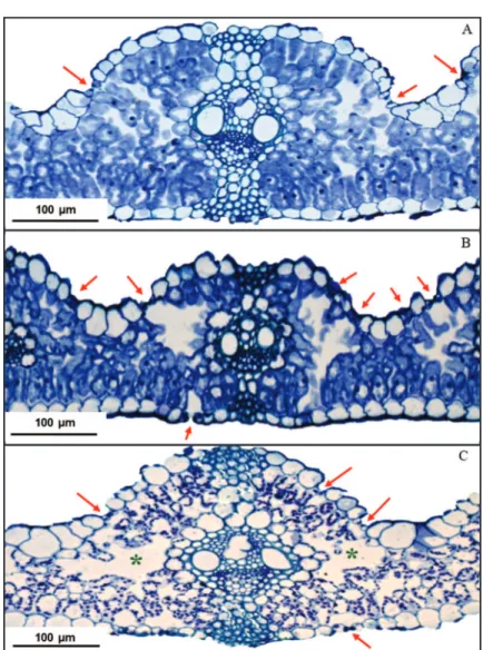 Figura 3: Aspecto geral do mesofilo de folha de azevém cultivado em pleno sol (A), em sub-bosque de angico-vermelho (B) e canafístula (C)