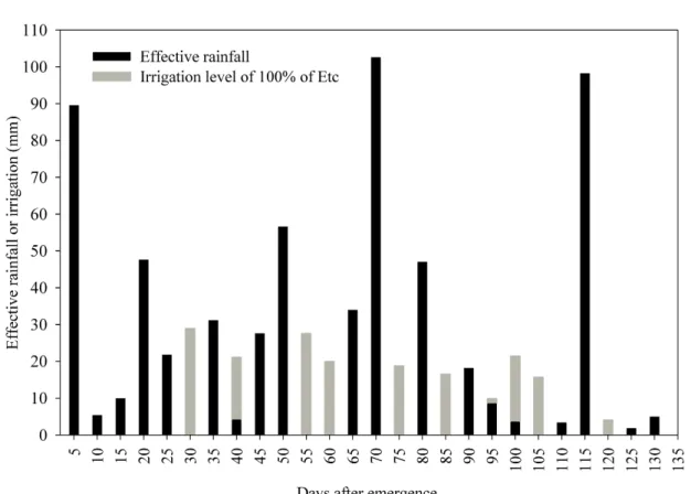 Figure  1. Effective rainfall and irrigation (at 100% water replacement of evapotranspiration) applied to growing cultures  every five days in second - season maize.