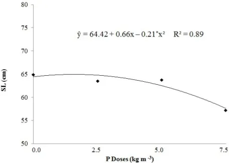 Figure 1. Shoot length (SL) of tamarind tree rootstocks, depending on different doses of phosphorus.