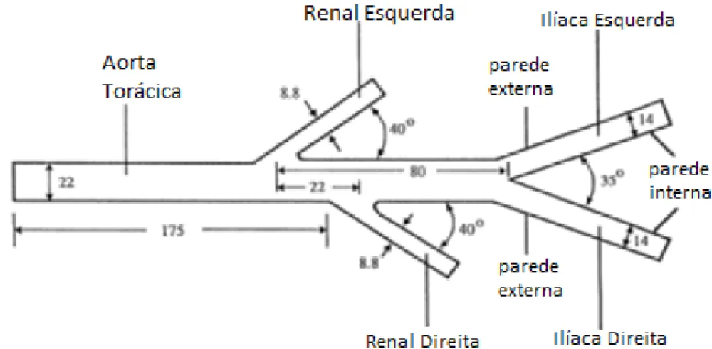 Figura 3.1 - Dimensões da artéria Aorta Abdominal, retirada de [35] e alterada. 