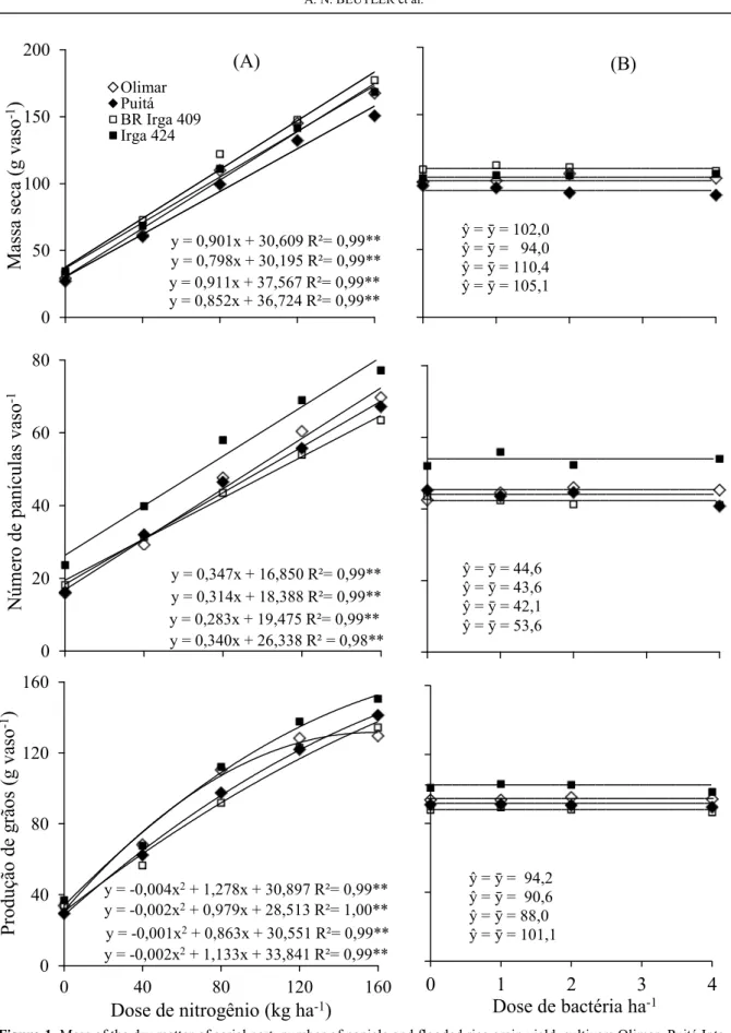 Figure 1. Mass of the dry matter of aerial part, number of panicle and flooded rice grain yield, cultivars Olimar, Puitá Inta- Inta-CL, Br Irga 409 e Irga 424, in relation the N level (A) and A
